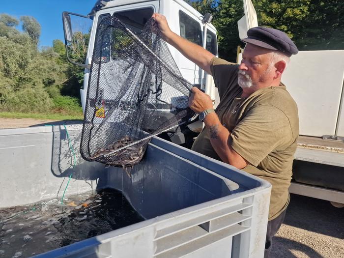 Ein Fischer schüttet junge Aale aus einem Kescher in einen Wasserbehälter