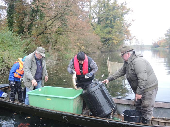 Fischer holen einen Hecht aus der Reuse und setzen ihn in eine Wanne im Boot